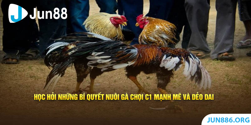 Kinh nghiệm nuôi gà chọi C1 hiệu quả