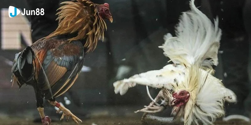 Đá Gà Cựa Sắt Jun88 - Trò Chơi Hấp Dẫn Mọi Kê Thủ 2024